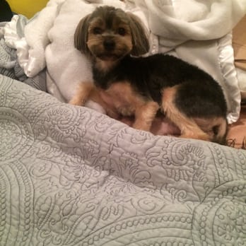 Puppy In Style - Thank you- my Yorkie looks beautiful. - Pet Stores Near Me - Los Angeles, California