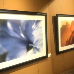 Riveting Frame & Design - Fine Art photo, Delphinium