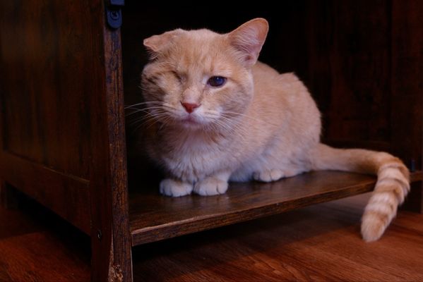 Mount Purrnon Cat Café + Wine Bar by null