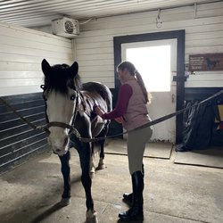 SJD Equestrian