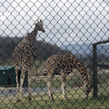 Virginia Safari Park - Giraffes! You can feed them by walking up to the viewing area and buy lettuce to feed them! - Zoos Near Me - Natural Bridge, Virginia Virginia Safari Park - Giraffes! You can feed them by walking up to the viewing area and buy lettuce to feed them! - Zoos Near Me - Natural Bridge, Virginia
