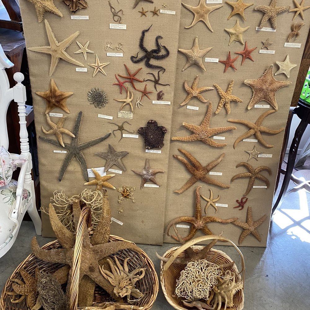 Irongate Estate - Sea stuff - Thrift Stores Near Me - Bellingham, Washington