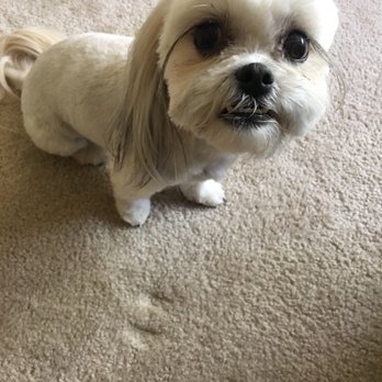 pawlished pets mobile grooming