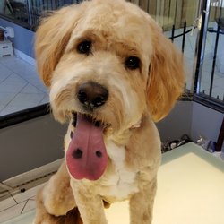 K9 Groom and Wash