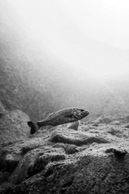 FANTASY LAKE ADVENTURE PARK - 26 Photos - 3601 Quarry Rd, Wake Forest