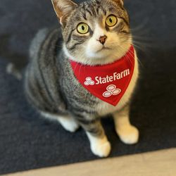Paul Crisafulli - State Farm Insurance Agent