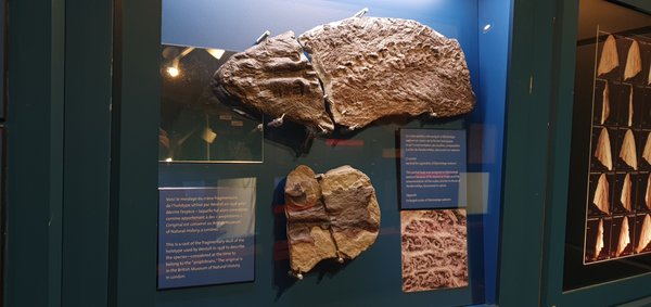 Miguasha National Park by null