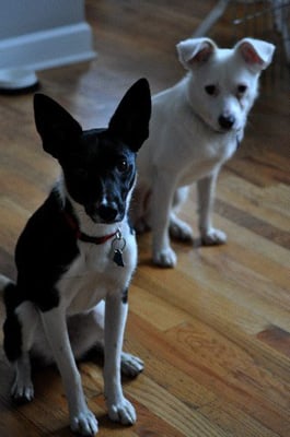 Chicago Animal Care and Control by null