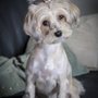 Photo of Doggy-Tales