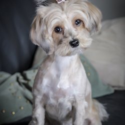 Doggy-Tales - Zoe Rosema