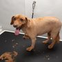 Photo of Precision Mobile Pet Grooming