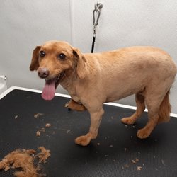 Precision Mobile Pet Grooming