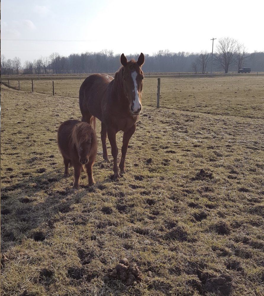 Stone Creek Ranch - equestrian in Saranac, MI