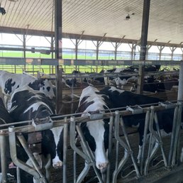 Moo-ternity Barn!