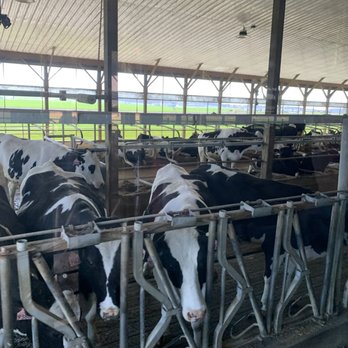 Kreider Farms - Moo-ternity Barn! - Farms Near Me - Manheim, Pennsylvania