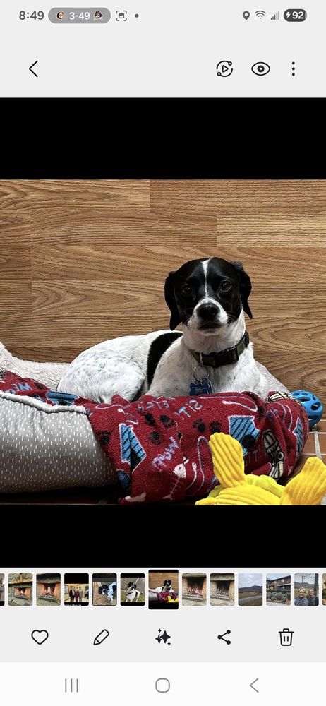 The Bark Park Resort - pet boarding facility in Snow Hill, NC