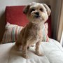 Photo of Oliver & Henry's Retail Dog Shop