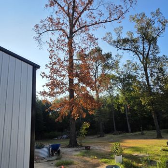 Tier One Tree Care - Tree Services Near Me Tier One Tree Care - Tree Services Near Me