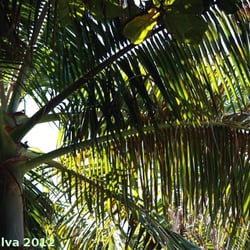 Costa Paraiso