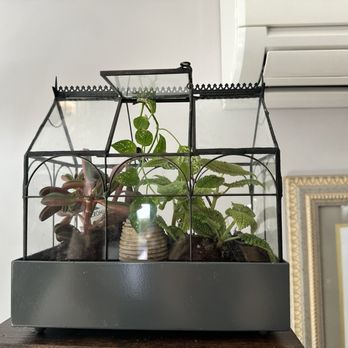Jordan's Jungle - New Green Friends .. - Nurseries & Gardening Near Me - Pawtucket, Rhode Island