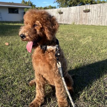 Pet Spaw Miami - Groomed Dog - Pet Groomers Near Me - Palmetto Bay, Florida Pet Spaw Miami - Groomed Dog - Pet Groomers Near Me - Palmetto Bay, Florida