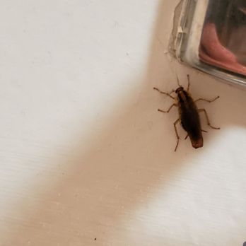 Shamrock Motel - Roach paid a vist in the washroom! - Hotels Near Me - Wisconsin Dells, Wisconsin Shamrock Motel - Roach paid a vist in the washroom! - Hotels Near Me - Wisconsin Dells, Wisconsin