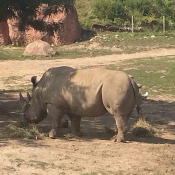 Toronto Zoo - Lone rhino at the zoo - Zoos Near Me - Toronto, Ontario Toronto Zoo - Lone rhino at the zoo - Zoos Near Me - Toronto, Ontario