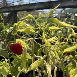 Camarillo Nursery - Peppers including mini peppers