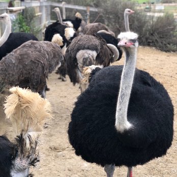 Ostrichland USA - Ostriches - Attraction Farms Near Me - Solvang, California Ostrichland USA - Ostriches - Attraction Farms Near Me - Solvang, California