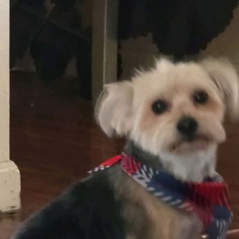 PetSmart - Frenchie - Pet Groomers Near Me - VALLEJO, California
