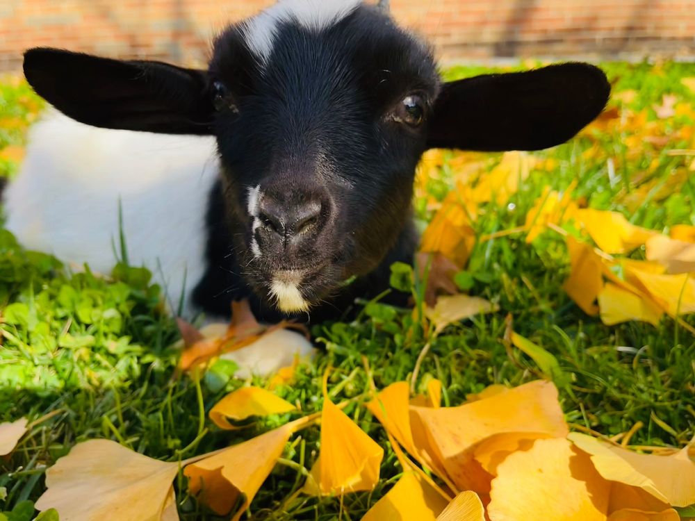 UT VETERINARY MEDICAL CENTER 20 Photos & 19 Reviews Veterinarians