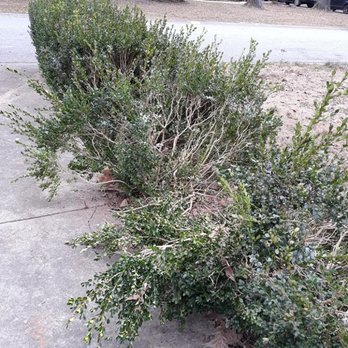 Charleston Tree Experts/SavATree - See the cracks on my driveway under the broken branches - Tree Services Near Me - Johns Island, South Carolina Charleston Tree Experts/SavATree - See the cracks on my driveway under the broken branches - Tree Services Near Me - Johns Island, South Carolina