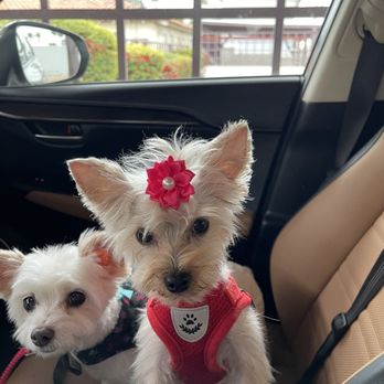 Bark If You’re Dirty - Phoenix - Both after grooming. No bows for Chanel she hates them, but Coco is learning to like them. - Pet Stores Near Me - Phoenix, Arizona Bark If You’re Dirty - Phoenix - Both after grooming. No bows for Chanel she hates them, but Coco is learning to like them. - Pet Stores Near Me - Phoenix, Arizona
