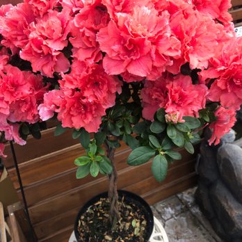 Lowe's Home Improvement - Rhododendron $35 - Hardware Stores Near Me - Santee, California Lowe's Home Improvement - Rhododendron $35 - Hardware Stores Near Me - Santee, California