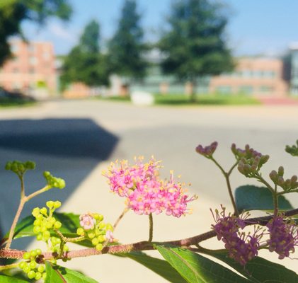 Worcester Polytechnic Institute by null