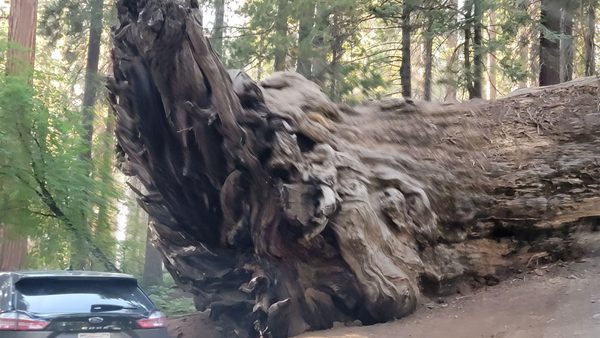 Sequoia National Park's Tunnel Log by null