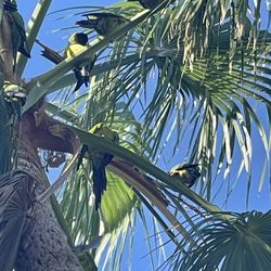 Wild parrots