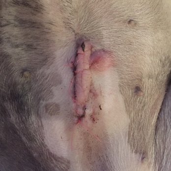DeWitt Animal Hospital - Her incision in the first few days - Veterinarians Near Me - Syracuse, New York DeWitt Animal Hospital - Her incision in the first few days - Veterinarians Near Me - Syracuse, New York