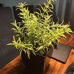 Tesoro Latin Kitchen & Cantina - Table side Rosemary