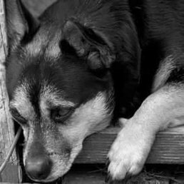 Skuttles napping on the front porch the 1st year in our life Skuttles napping on the front porch the 1st year in our life