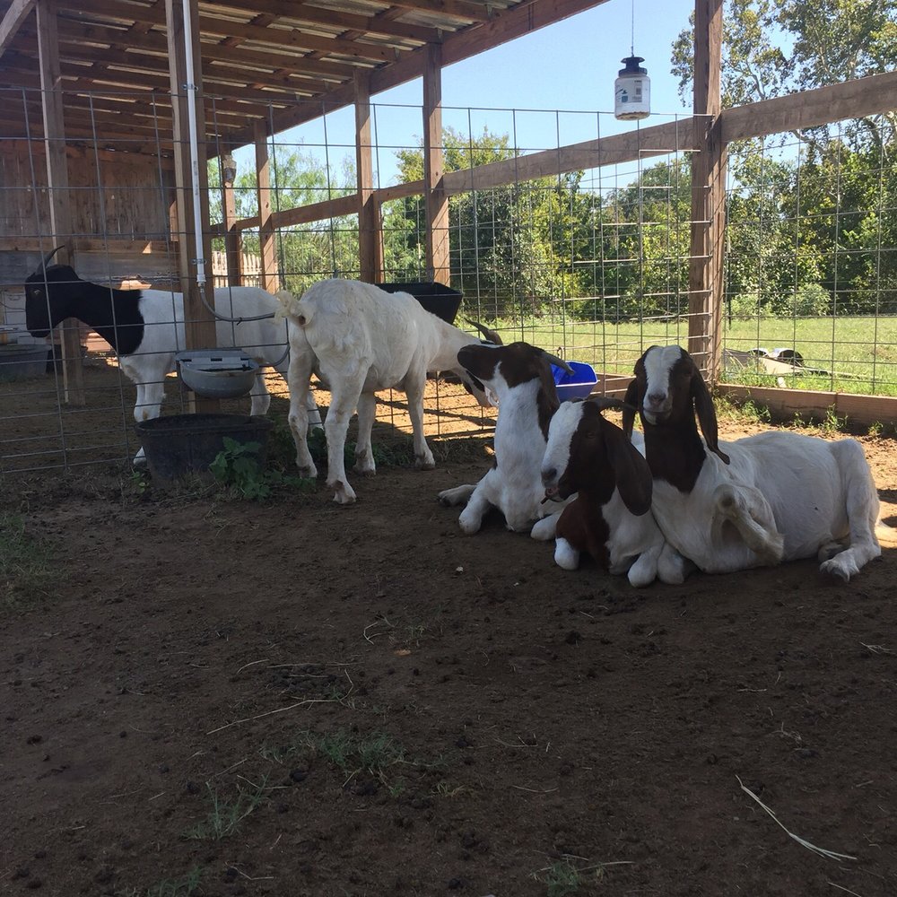 Barton Hill Farms - goats (not super friendly) - Venues & Event Spaces Near Me - Bastrop, Texas