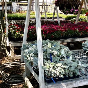 Leaf Landscape Supply - Dusty miller and dianthus- every color! - Nurseries & Gardening Near Me - Austin, Texas