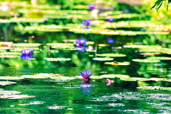 McKee Botanical Garden by null