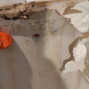 The Home Depot - Mold from the flooding - Nurseries & Gardening Near Me - Aspen Hill, Maryland The Home Depot - Mold from the flooding - Nurseries & Gardening Near Me - Aspen Hill, Maryland