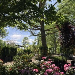 Trees That Please - rose and tree yard