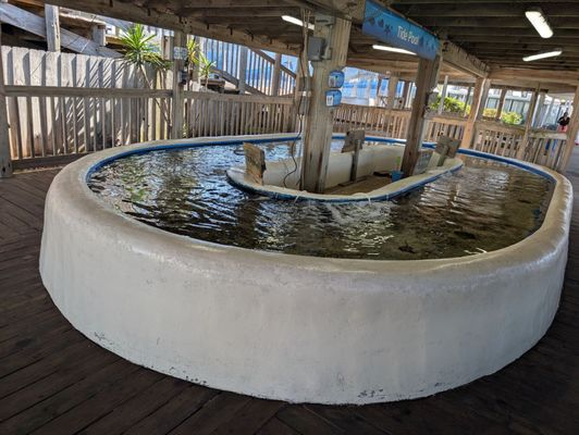 Gulfarium Marine Adventure Park by null