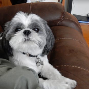 Bentley Pet Mobile - Pepper - Pet Groomers Near Me