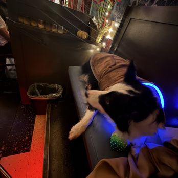 The Sea Star - Doggy - Dive Bars Near Me - San Francisco, California The Sea Star - Doggy - Dive Bars Near Me - San Francisco, California