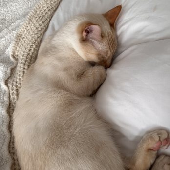 Anjellicle Cats Rescue - Animal Shelters Near Me - New York, New York