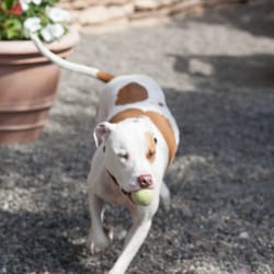 Lollypop Farm Humane Society Of Greater Rochester
